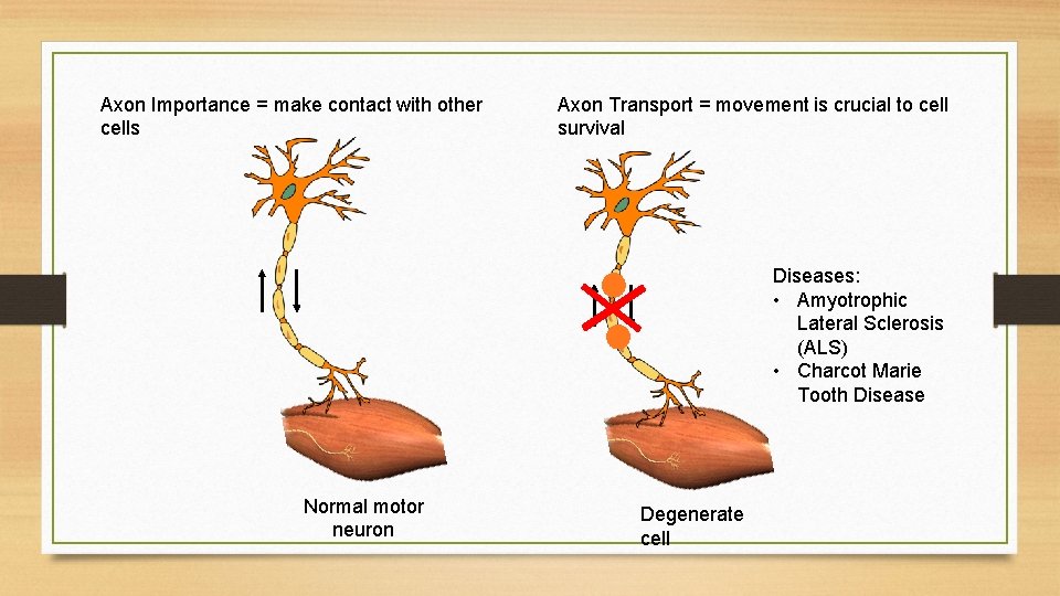 Axon Importance = make contact with other cells Axon Transport = movement is crucial