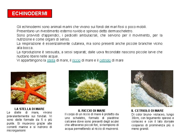 ECHINODERMI Gli echinodermi sono animali marini che vivono sui fondi dei mari fissi o