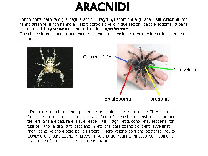 ARACNIDI Fanno parte della famiglia degli aracnidi: i ragni, gli scorpioni e gli acari.