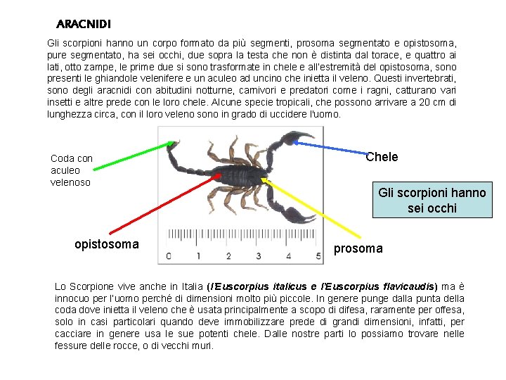 ARACNIDI Gli scorpioni hanno un corpo formato da più segmenti, prosoma segmentato e opistosoma,