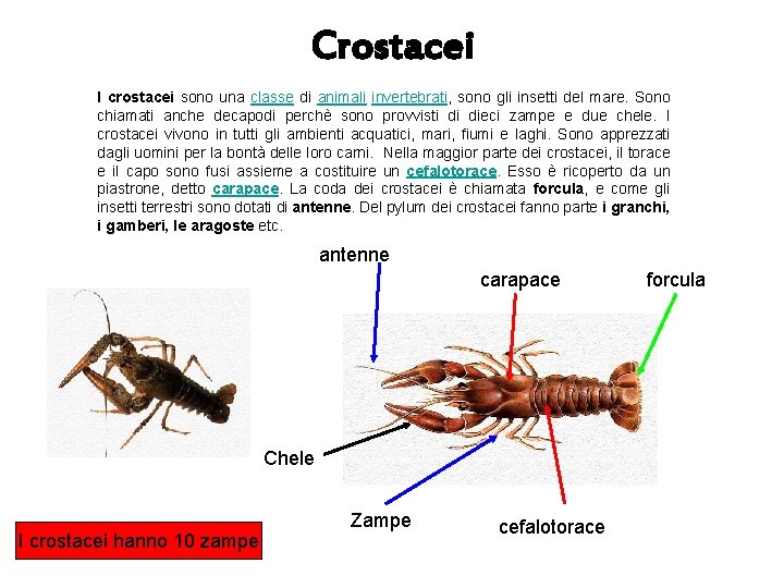 Crostacei I crostacei sono una classe di animali invertebrati, sono gli insetti del mare.