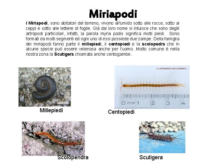Miriapodi I Miriapodi, sono abitatori del terreno, vivono all'umido sotto alle rocce, sotto ai