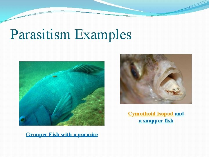 Parasitism Examples Cymothoid isopod and a snapper fish Grouper Fish with a parasite 
