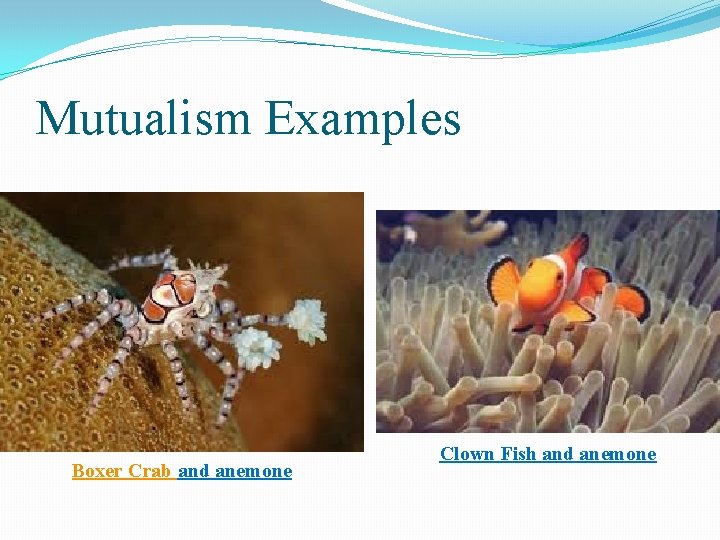 Mutualism Examples Boxer Crab and anemone Clown Fish and anemone 
