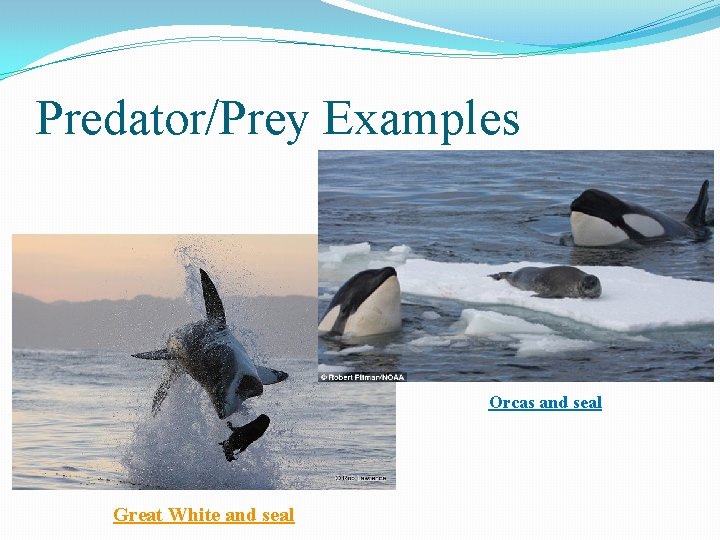 Predator/Prey Examples Orcas and seal Great White and seal 