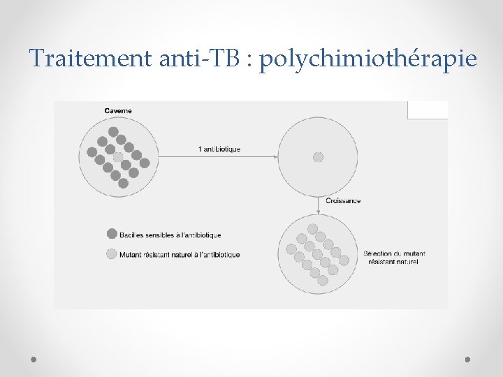 Traitement anti-TB : polychimiothérapie 