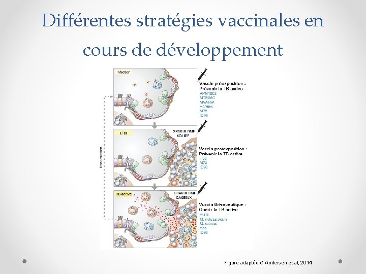 Différentes stratégies vaccinales en cours de développement Figure adaptée d’ Andersen et al, 2014