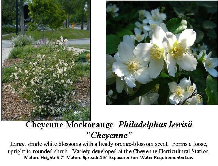 Cheyenne Mockorange Philadelphus lewisii "Cheyenne" Large, single white blossoms with a heady orange-blossom scent.