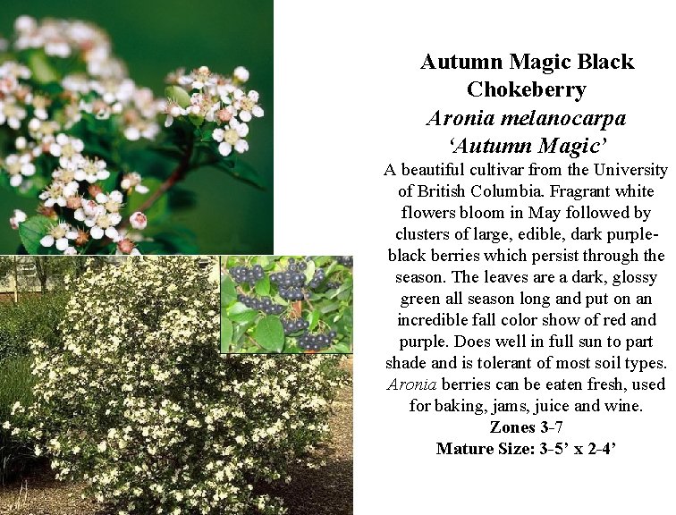 Autumn Magic Black Chokeberry Aronia melanocarpa ‘Autumn Magic’ A beautiful cultivar from the University