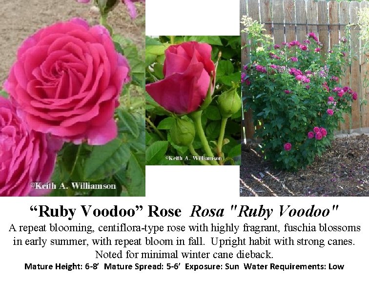 “Ruby Voodoo” Rose Rosa "Ruby Voodoo" A repeat blooming, centiflora-type rose with highly fragrant,