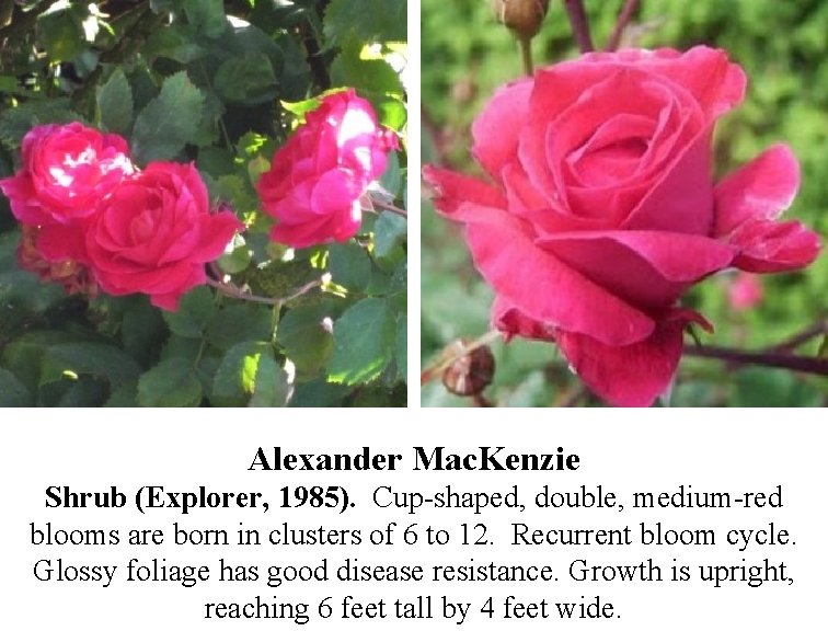 Alexander Mac. Kenzie Shrub (Explorer, 1985). Cup-shaped, double, medium-red blooms are born in clusters