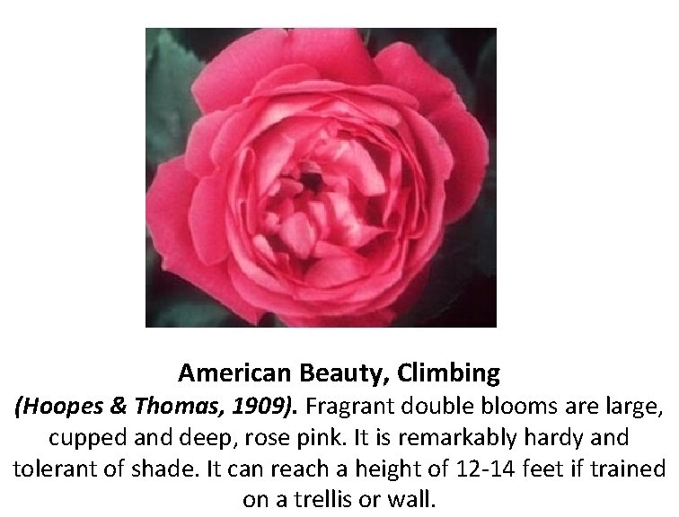 American Beauty, Climbing (Hoopes & Thomas, 1909). Fragrant double blooms are large, cupped and