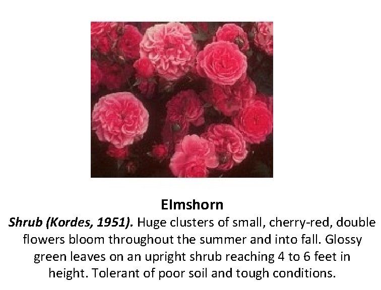 Elmshorn Shrub (Kordes, 1951). Huge clusters of small, cherry-red, double flowers bloom throughout the