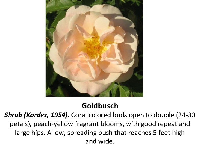 Goldbusch Shrub (Kordes, 1954). Coral colored buds open to double (24 -30 petals), peach-yellow