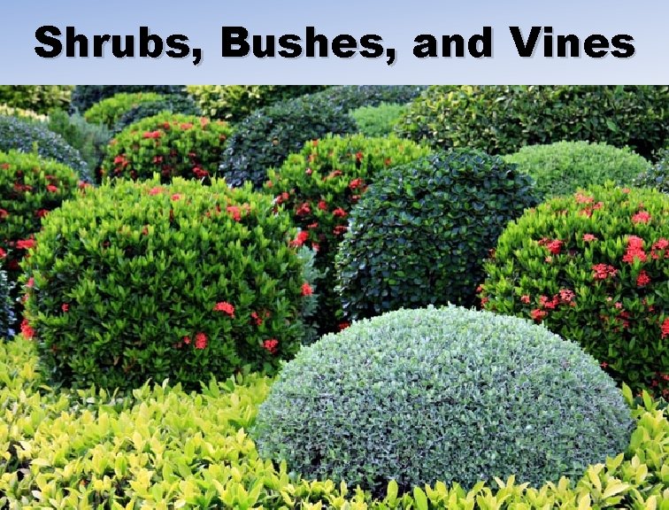 Shrubs, Bushes, and Vines 