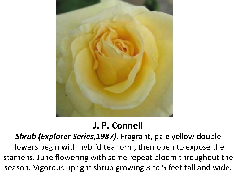 J. P. Connell Shrub (Explorer Series, 1987). Fragrant, pale yellow double flowers begin with