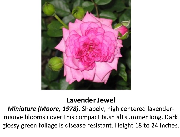 Lavender Jewel Miniature (Moore, 1978). Shapely, high centered lavendermauve blooms cover this compact bush