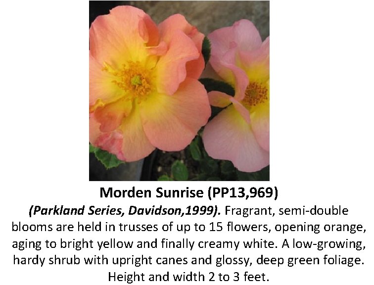 Morden Sunrise (PP 13, 969) (Parkland Series, Davidson, 1999). Fragrant, semi-double blooms are held