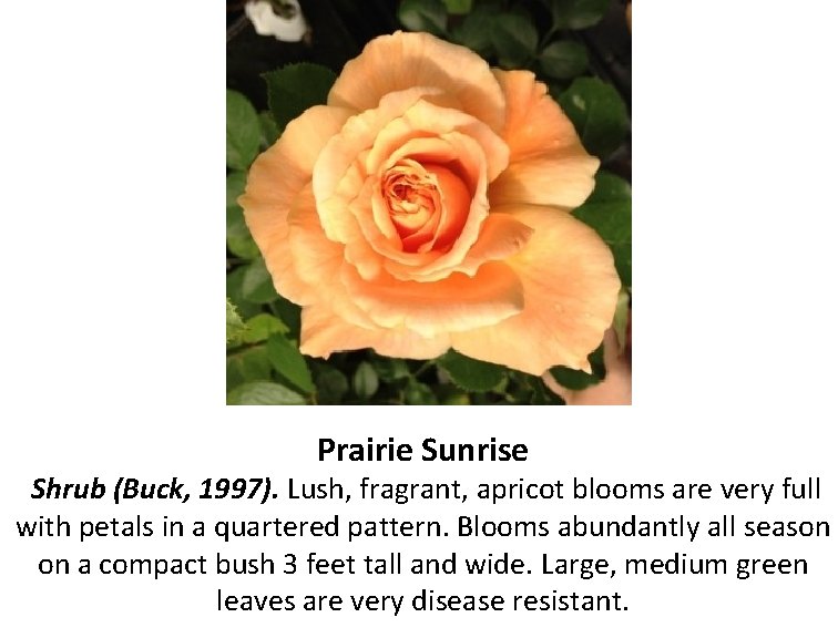 Prairie Sunrise Shrub (Buck, 1997). Lush, fragrant, apricot blooms are very full with petals