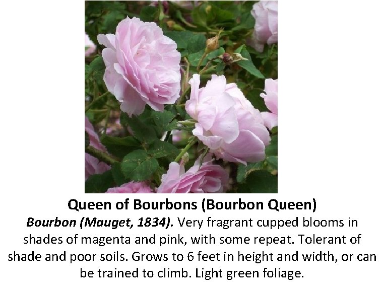 Queen of Bourbons (Bourbon Queen) Bourbon (Mauget, 1834). Very fragrant cupped blooms in shades