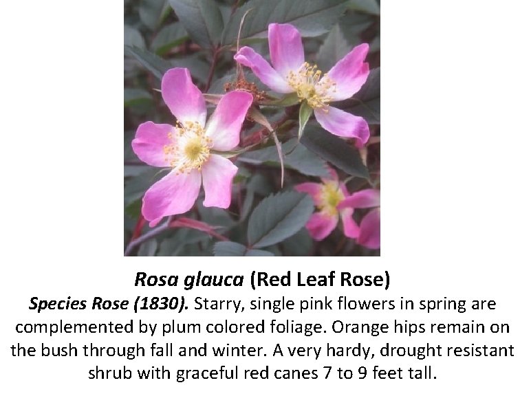 Rosa glauca (Red Leaf Rose) Species Rose (1830). Starry, single pink flowers in spring