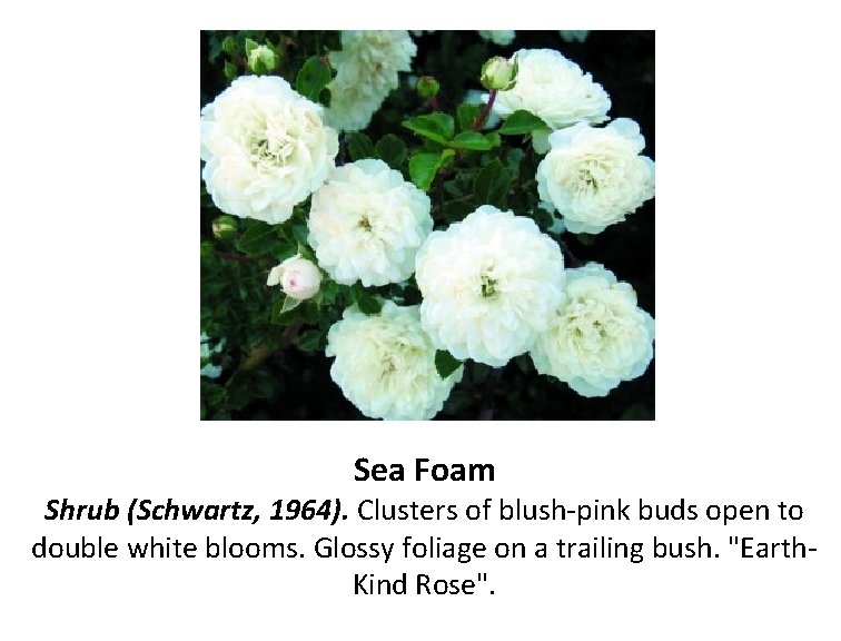 Sea Foam Shrub (Schwartz, 1964). Clusters of blush-pink buds open to double white blooms.