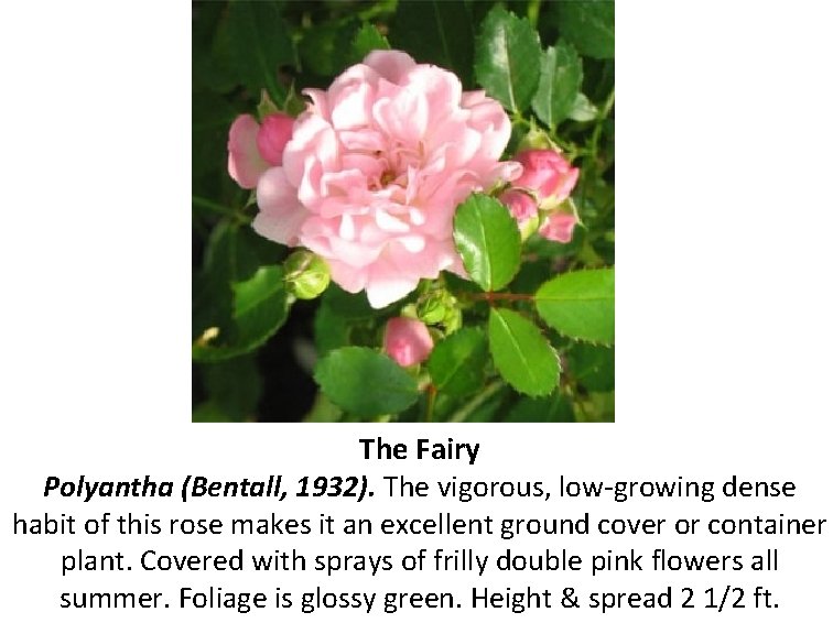 The Fairy Polyantha (Bentall, 1932). The vigorous, low-growing dense habit of this rose makes