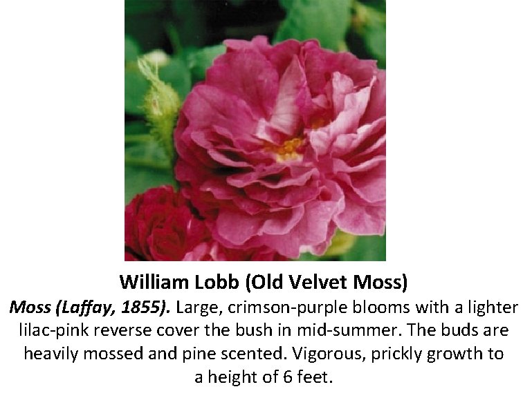 William Lobb (Old Velvet Moss) Moss (Laffay, 1855). Large, crimson-purple blooms with a lighter