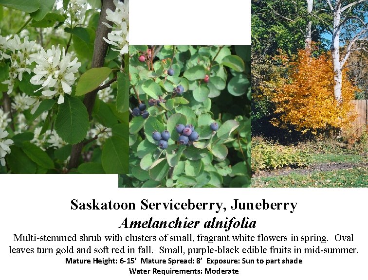 Saskatoon Serviceberry, Juneberry Amelanchier alnifolia Multi-stemmed shrub with clusters of small, fragrant white flowers