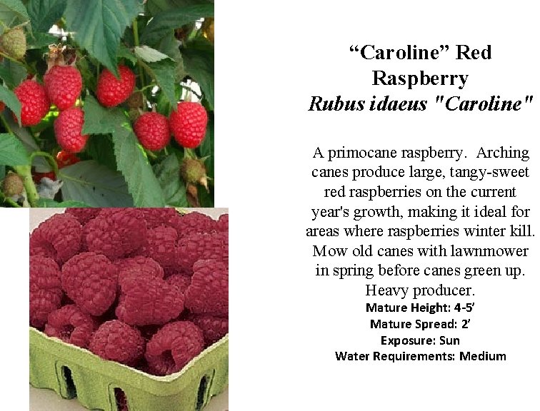 “Caroline” Red Raspberry Rubus idaeus "Caroline" A primocane raspberry. Arching canes produce large, tangy-sweet