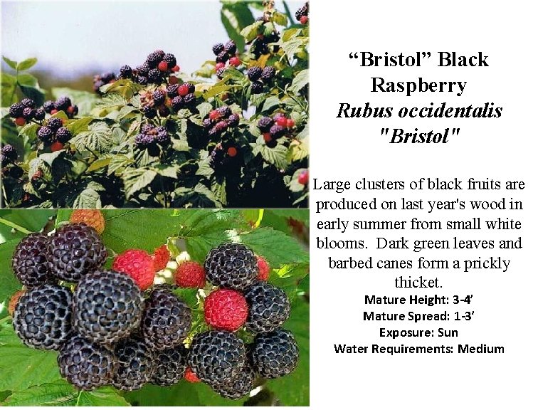 “Bristol” Black Raspberry Rubus occidentalis "Bristol" Large clusters of black fruits are produced on