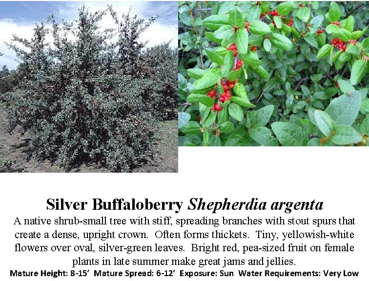 Silver Buffaloberry Shepherdia argenta A native shrub-small tree with stiff, spreading branches with stout