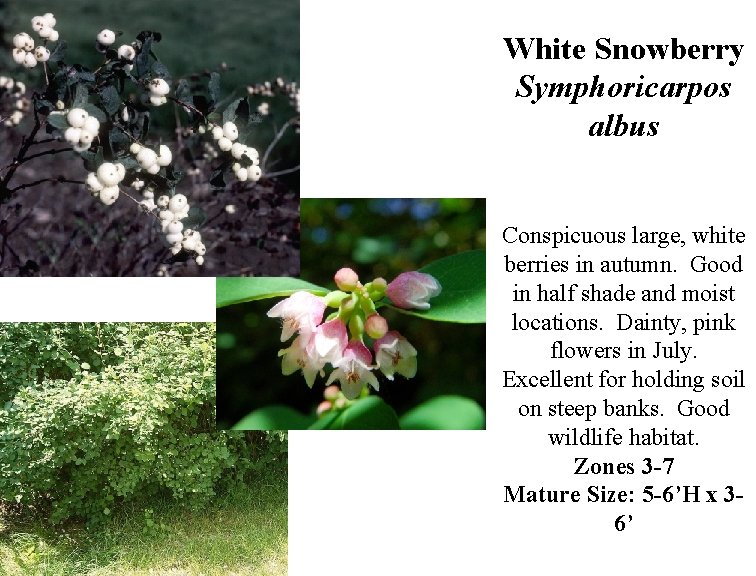 White Snowberry Symphoricarpos albus Conspicuous large, white berries in autumn. Good in half shade