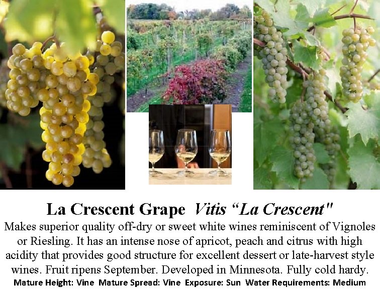 La Crescent Grape Vitis “La Crescent" Makes superior quality off-dry or sweet white wines