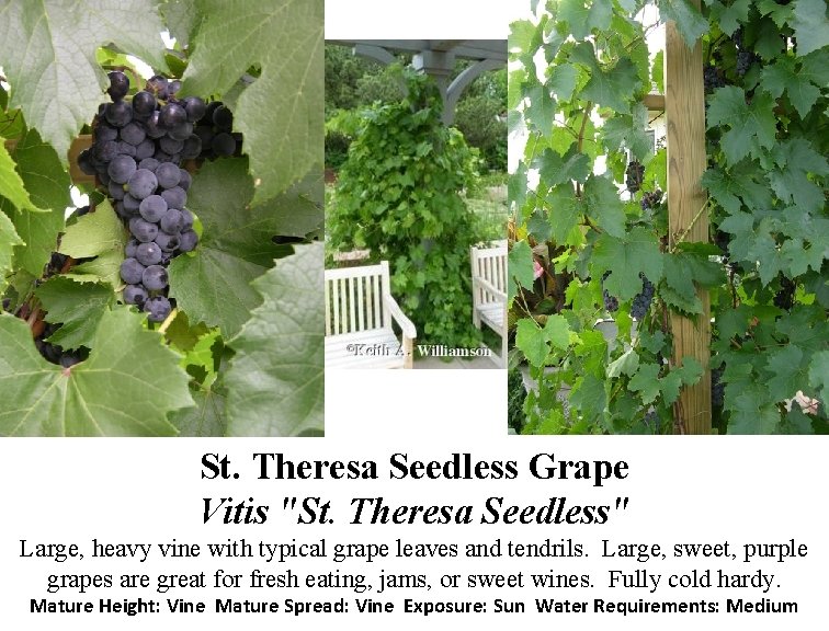 St. Theresa Seedless Grape Vitis "St. Theresa Seedless" Large, heavy vine with typical grape