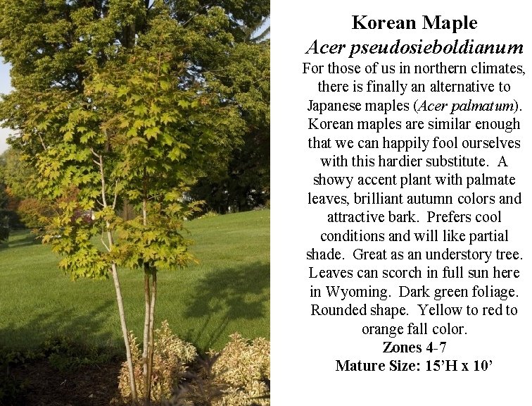 Korean Maple Acer pseudosieboldianum For those of us in northern climates, there is finally