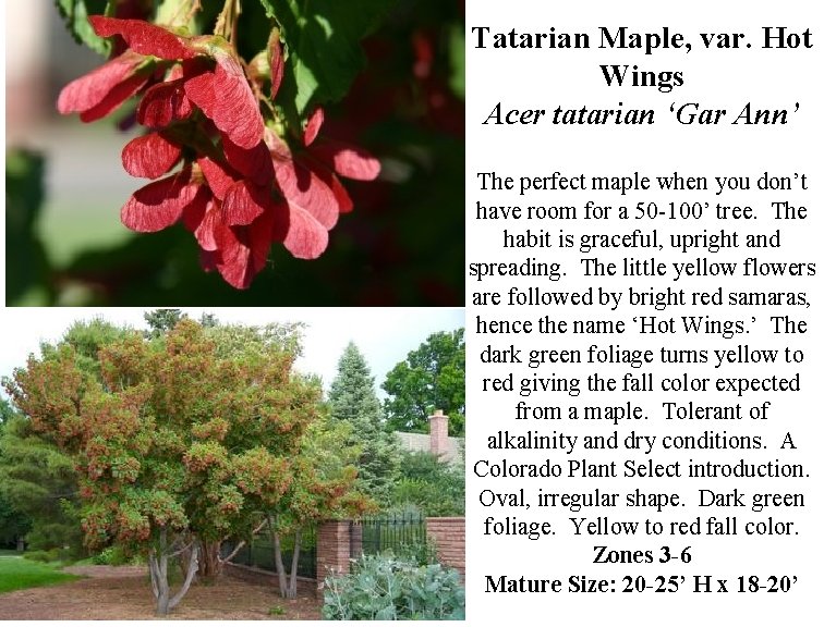 Tatarian Maple, var. Hot Wings Acer tatarian ‘Gar Ann’ The perfect maple when you