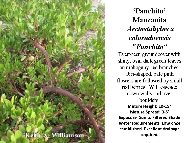 ‘Panchito’ Manzanita Arctostahylos x coloradoensis "Panchito“ Evergreen groundcover with shiny, oval dark green leaves