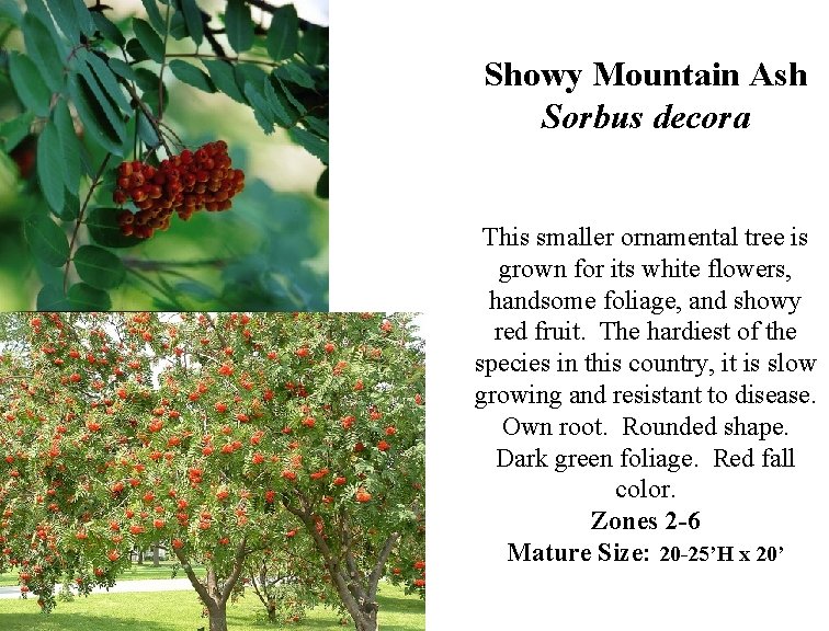 Showy Mountain Ash Sorbus decora This smaller ornamental tree is grown for its white