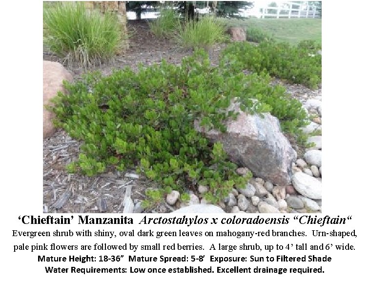 ‘Chieftain’ Manzanita Arctostahylos x coloradoensis “Chieftain“ Evergreen shrub with shiny, oval dark green leaves