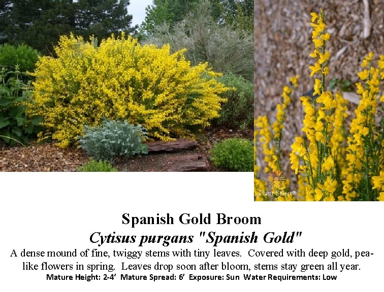 Spanish Gold Broom Cytisus purgans "Spanish Gold" A dense mound of fine, twiggy stems