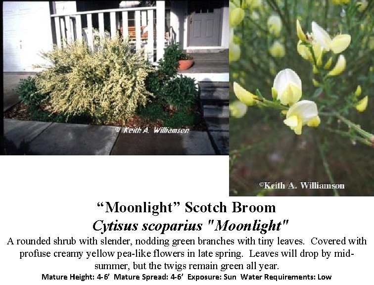 “Moonlight” Scotch Broom Cytisus scoparius "Moonlight" A rounded shrub with slender, nodding green branches