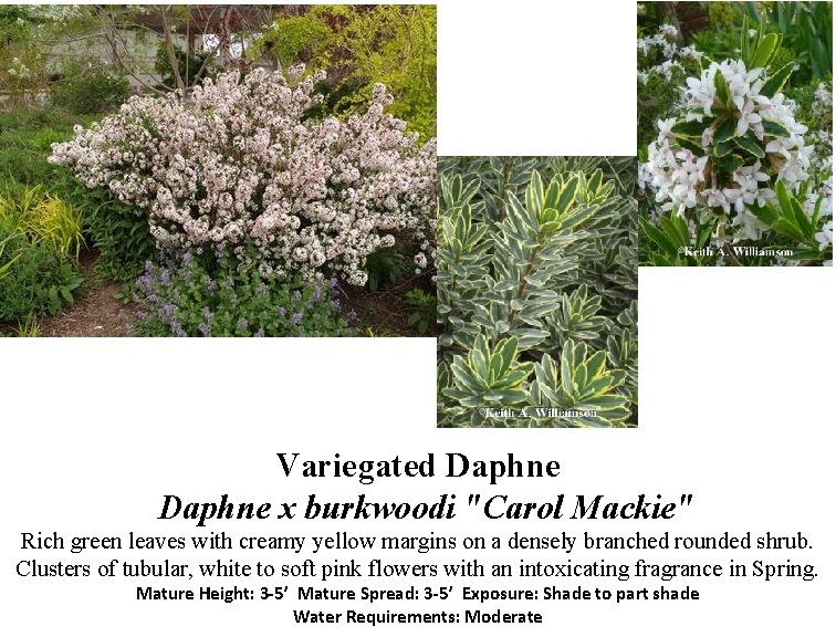 Variegated Daphne x burkwoodi "Carol Mackie" Rich green leaves with creamy yellow margins on