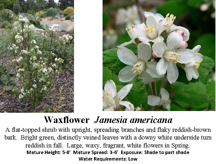 Waxflower Jamesia americana A flat-topped shrub with upright, spreading branches and flaky reddish-brown bark.