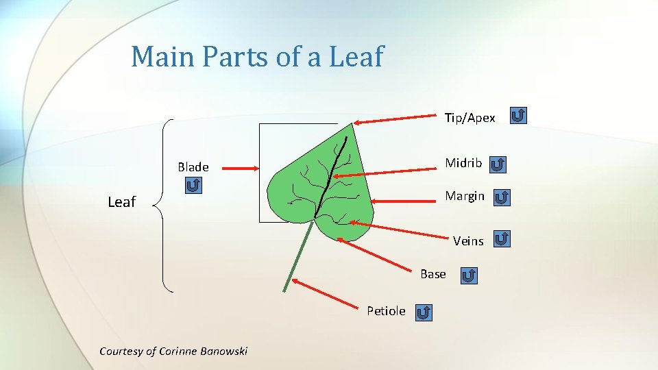 Main Parts of a Leaf Tip/Apex Midrib Blade Margin Leaf Veins Base Petiole Courtesy