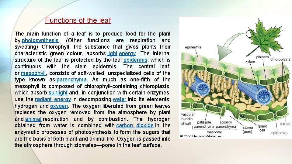 Functions of the leaf The main function of a leaf is to produce food