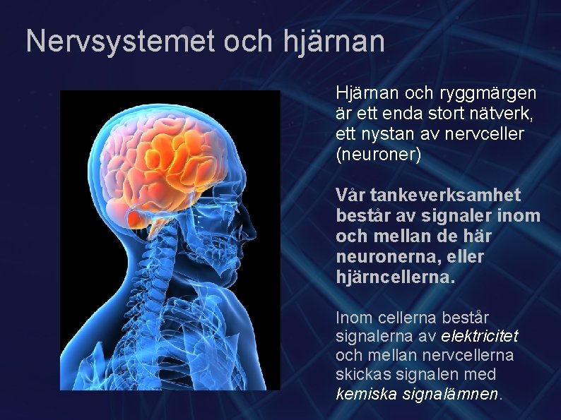 Nervsystemet och hjärnan Hjärnan och ryggmärgen är ett enda stort nätverk, ett nystan av
