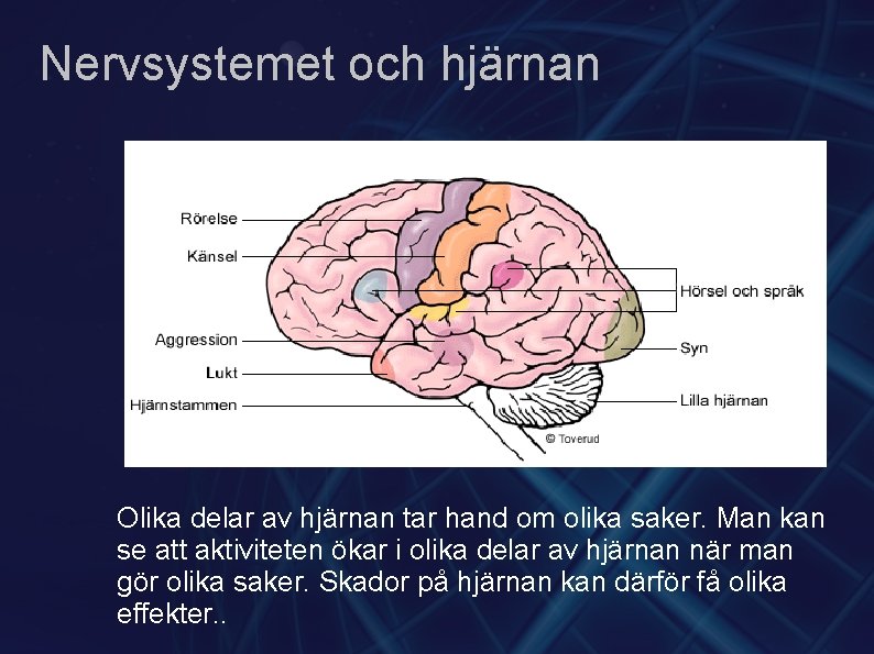 Nervsystemet och hjärnan Olika delar av hjärnan tar hand om olika saker. Man kan