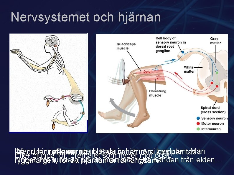 Nervsystemet och hjärnan Ibland hinner man intein. blanda in hjärnan i kroppen besluten. tas