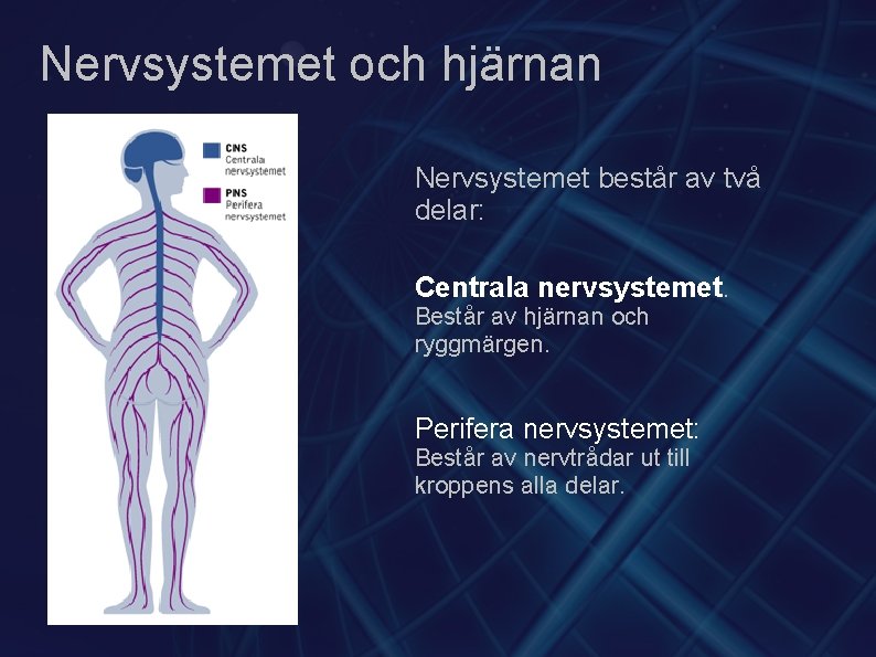 Nervsystemet och hjärnan Nervsystemet består av två delar: Centrala nervsystemet. Består av hjärnan och
